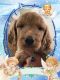 Irish Doodles Puppies for sale in Loveland, OH, USA. price: $950