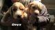 Irish Doodles Puppies for sale in Almo, KY, USA. price: $800