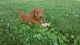 Irish Doodles Puppies for sale in Ickesburg, PA 17037, USA. price: NA