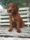 Irish Doodles Puppies for sale in Plain City, OH 43064, USA. price: $600