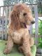 Irish Doodles Puppies for sale in Plain City, OH 43064, USA. price: $500