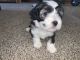 Irish Doodles Puppies for sale in Thornton, CO, USA. price: NA