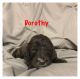 Irish Doodles Puppies for sale in Fort Payne, AL, USA. price: NA