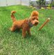 Irish Doodles Puppies for sale in Tampa, FL, USA. price: NA