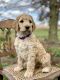 Irish Doodles Puppies for sale in Wooster, OH 44691, USA. price: $2,500