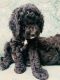 Irish Doodles Puppies for sale in Ottawa, ON, Canada. price: NA