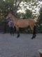 Irish Draught Horses for sale in New York State Thruway, Scarsdale, NY 10583, USA. price: NA
