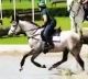Irish Horse Horses for sale in Reddick, FL 32686, USA. price: $15,500