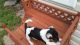 Irish Jack Russell Puppies for sale in Birdsboro, PA 19508, USA. price: $200
