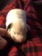 Irish Jack Russell Puppies for sale in Fredericksburg, TX 78624, USA. price: $700