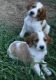 Irish Red and White Setter Puppies for sale in East Los Angeles, CA, USA. price: $500