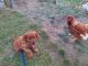 Irish Setter Puppies for sale in Grand Rapids, MI, USA. price: NA