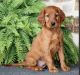 Irish Setter Puppies for sale in Norristown, PA, USA. price: $1,500