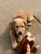 Irish Setter Puppies for sale in Ann Arbor, MI 48103, USA. price: NA