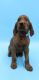 Irish Setter Puppies for sale in Stanwood, WA 98292, USA. price: $3,000