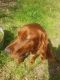 Irish Setter Puppies for sale in Elgin, TX 78621, USA. price: NA