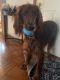 Irish Setter Puppies for sale in Syracuse, NY, USA. price: NA
