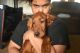 Irish Setter Puppies for sale in Shickshinny, PA 18655, USA. price: $500