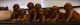 Irish Setter Puppies for sale in Dallas, TX, USA. price: $995