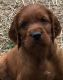 Irish Setter Puppies for sale in Iron Mountain, MI, USA. price: $1,000