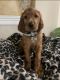 Irish Setter Puppies for sale in Cypress, TX, USA. price: $1,500