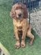 Irish Setter Puppies for sale in The Colony, TX, USA. price: $1,500