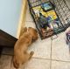 Irish Setter Puppies for sale in Kingsport, TN 37664, USA. price: NA