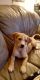 Irish Setter Puppies for sale in Loudon, TN 37774, USA. price: $10,000