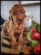Irish Setter Puppies for sale in Kalamazoo, MI, USA. price: NA