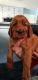 Irish Setter Puppies for sale in Logan, UT, USA. price: NA