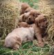 Irish Setter Puppies
