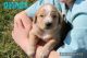 Irish Setter Puppies for sale in Geneva, Indiana. price: $200