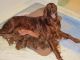 Irish Setter Puppies for sale in Naples, FL, USA. price: NA
