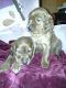 Irish Setter Puppies for sale in Waterbury, CT, USA. price: NA