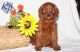 Irish Setter Puppies for sale in Pennsylvania, USA. price: $550