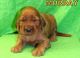 Irish Setter Puppies for sale in Evansville, IN, USA. price: NA