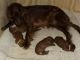 Irish Setter Puppies for sale in New Haven, VT, USA. price: NA