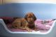 Irish Setter Puppies for sale in Indianapolis, IN, USA. price: NA