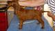 Irish Setter Puppies for sale in Carlsbad, CA, USA. price: NA