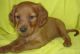 Irish Setter Puppies for sale in Alma Center, WI 54611, USA. price: $500