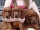 Irish Setter Puppies for sale in Brooklyn, NY, USA. price: NA