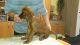 Irish Setter Puppies for sale in NJ-38, Cherry Hill, NJ 08002, USA. price: NA