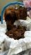 Irish Setter Puppies for sale in Greenville, TX, USA. price: $1,000