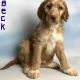 Irish Setter Puppies for sale in Canton, OH, USA. price: $499