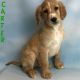 Irish Setter Puppies for sale in Canton, OH, USA. price: $599