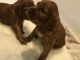 Irish Setter Puppies for sale in Pasadena, CA 91101, USA. price: NA