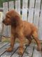 Irish Setter Puppies for sale in Pottsboro, TX 75076, USA. price: $650
