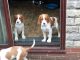 Irish Setter Puppies for sale in Newport, RI, USA. price: $1,000