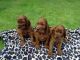 Irish Setter Puppies for sale in Clifton, NJ, USA. price: NA