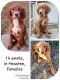 Irish Setter Puppies for sale in Houston, TX, USA. price: $500